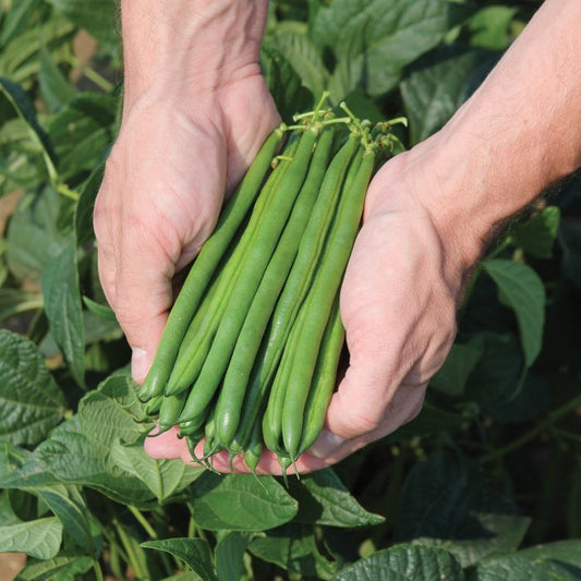 Green Beans - deGraaf Garlic